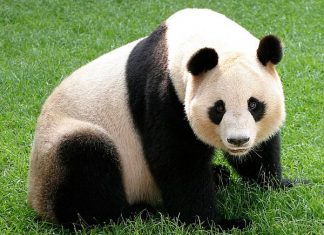 Mơ thấy gấu là điềm báo lành hay dữ?