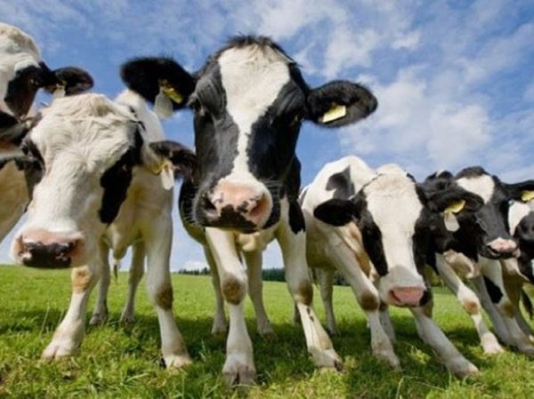 Mơ thấy bò là điềm hên hay xui? Ghi ngay cặp lô nào dễ ăn?