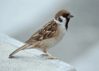 nằm mơ thấy chim sẻ