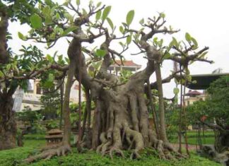 Nằm mơ thấy cây đa đánh con gì dễ trúng, có điềm báo gì