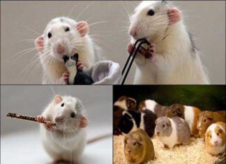 Nằm mơ thấy bị chuột cắn đánh con gì, đánh số mấy