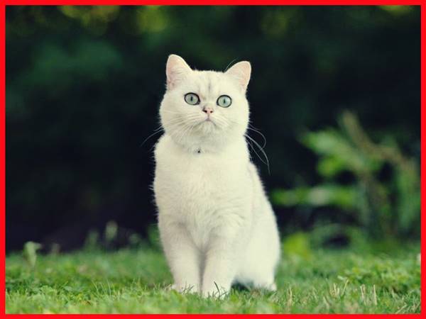 Con mèo trắng số mấy? Mơ thấy mèo trắng đánh con gì