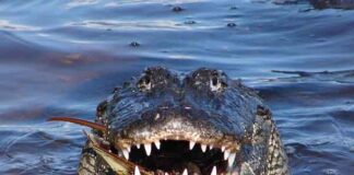Cá sấu số mấy - Nằm mơ thấy cá sấu đánh con gì chuẩn xác