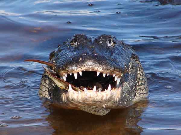 Cá sấu số mấy - Nằm mơ thấy cá sấu đánh con gì chuẩn xác