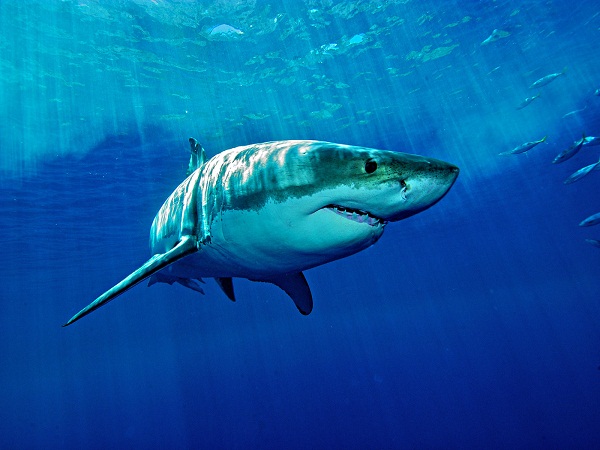 Ngủ mơ thấy cá mập có ý nghĩa điềm báo gì