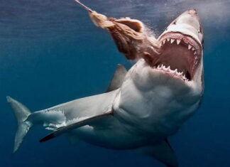 Cá mập số mấy - Nằm mơ thấy cá mập đánh con gì ăn chắc