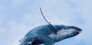 Cá voi số mấy - Nằm mơ thấy cá voi đánh con gì
