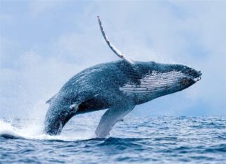 Cá voi số mấy - Nằm mơ thấy cá voi đánh con gì