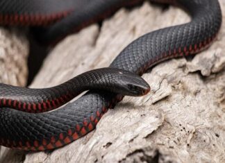 Mơ thấy rắn đen tốt hay xấu đánh con gì dễ trúng độc đắc nhất?