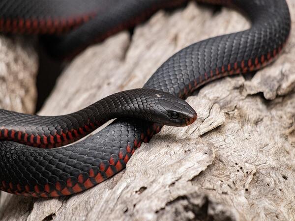 Mơ thấy rắn đen tốt hay xấu đánh con gì dễ trúng độc đắc nhất?