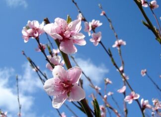 Nhìn thấy hoa đào là điềm gì? Có phải điềm báo đại cát đại lộc?