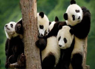 Nhìn thấy gấu trúc là điềm báo gì? Nên đánh số mấy?
