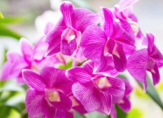 Đi đường thấy hoa phong lan mang đến thông điệp gì?