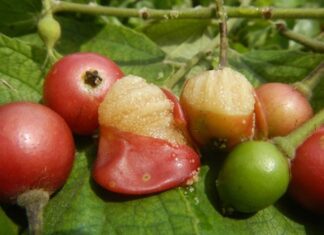 Mơ thấy quả trứng cá có phải điềm lành sắp đến?
