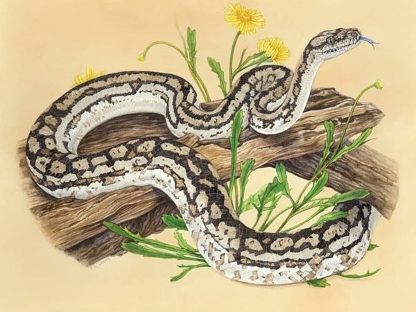 Khám phá tử vi đi tìm con số đẹp tuổi Tân Tỵ 13/5/2025