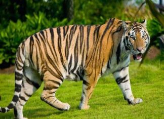 Tử vi tuổi Dần 9/5/2025, số đẹp tuổi Dần hôm nay
