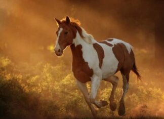 Con số tài lộc tuổi Mậu Ngọ ngày 22/1/2026 kích hoạt vận may